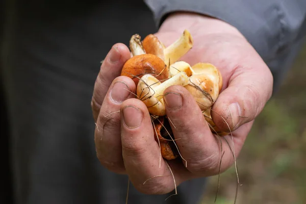 Close Male Hand Holding Mushrooms Collected Healthy Food Concept Natural — Stock Photo, Image