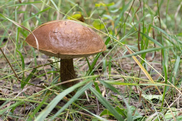 Beautiful Birch Mushroom Gray Leg Brown Cap Forest Background Grass — Stock Photo, Image