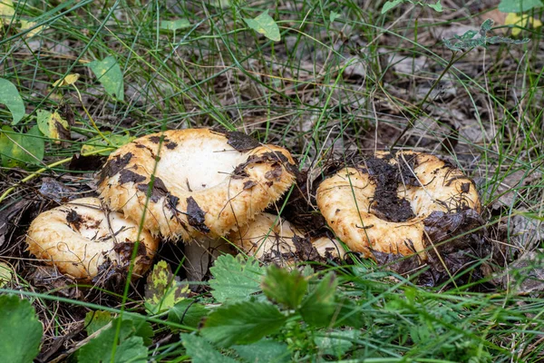 Group Mushrooms Covered Earth Fallen Leaves Forest Autumn Forest Mushroom — Stock Photo, Image