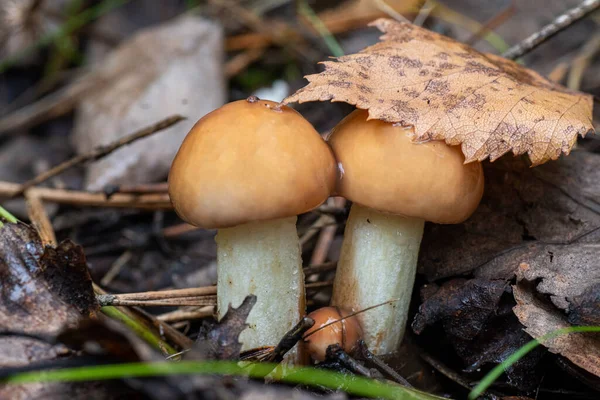 Two Beautiful Mushrooms White Stalk Brown Cap Covered Fallen Leaf — Stock Photo, Image