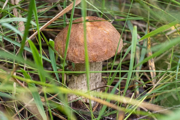 Young Mushroom Grows Grass Forest Mushroom Edible Good Harvesting Mushrooms — Stock Photo, Image