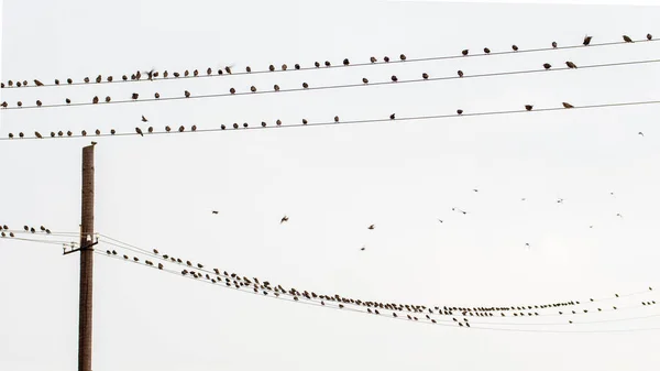 Many birds sit on electric wires against the background of the sky, birds come and go, natural background. Can be used as a design element, postcard