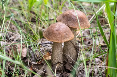Bir grup güzel huş ağacı mantarı ormanda kahverengi bir şapkayla gri bir sapın üzerinde çimen ve dökülen yaprakların arka planına karşı. Sonbahar ormanı mantarı toplarken