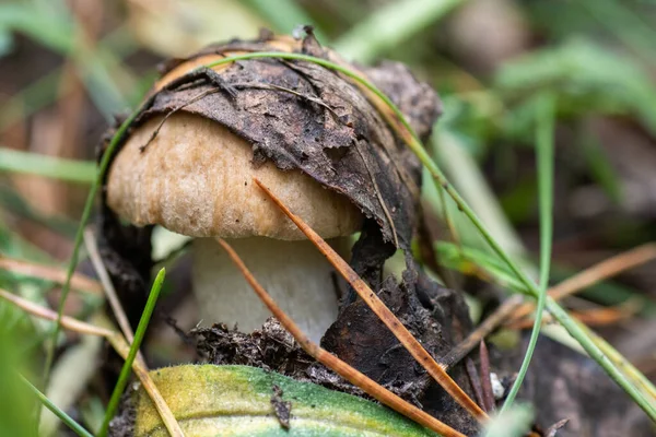 Young Mushroom Covered Brown Old Leaves Grows Fallen Leaves Grass — Stock Photo, Image