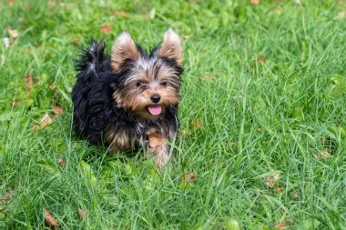 Bahçede oynayan sevimli bir Yorkshire teriyeri köpek yavrusu, yeşil çimlerde koşuyor. Doğadaki bir köpeğin portresi. Kartpostal, illüstrasyon, özgeçmiş olarak kullanılabilir.