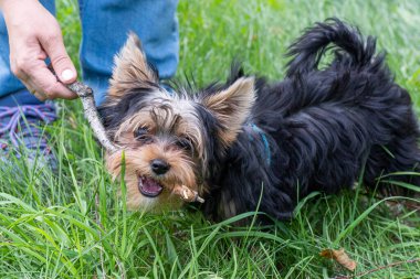Yorkshire Terrier köpeği sopayla oynuyor. Dişi bir el, köpek yavrusunun kemirdiği bir sopayı tutar. Yavru köpeğin dişleri çıkıyor. Hayvan bakımı konsepti, köpekler için doğal oyuncaklar.