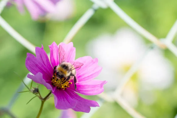 Närbild Lila Blomma Och Humla Pollen Selektivt Fokus Ljus Nyckel — Stockfoto