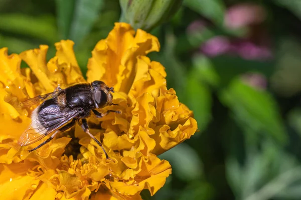 Närbild Ett Inuti Gul Blomma Samla Pollen Selektivt Fokus Kopiera — Stockfoto