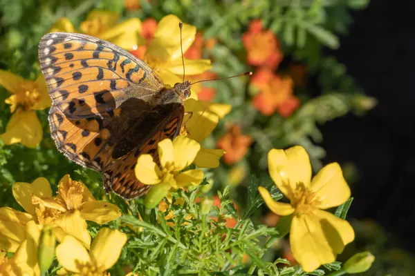 Mariposas Una Flor Amarilla Enfoque Selectivo Primer Plano Espacio Copia — Foto de Stock