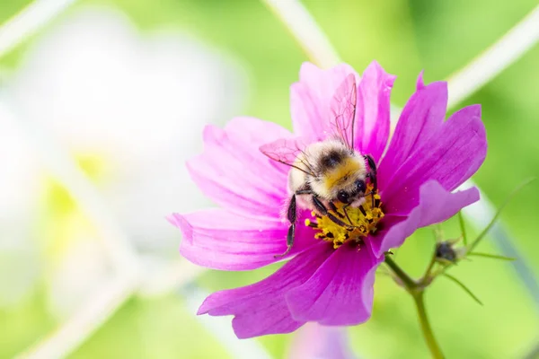 Närbild Humla Inuti Lila Blomma Samla Pollen Selektivt Fokus Ljus — Stockfoto