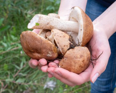 Kadın eli, ormanda toplanan mantarları tutuyor. Taze, lezzetli, boletus. Sağlıklı gıda konsepti.
