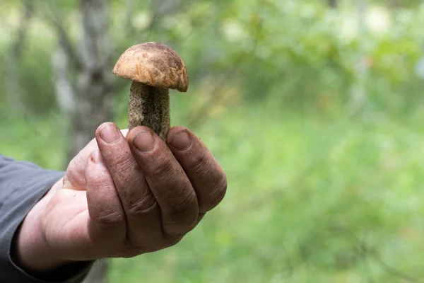 Man Hand Holds Mushroom Collected Forest Close Copy Space Healthy — Stock Photo, Image