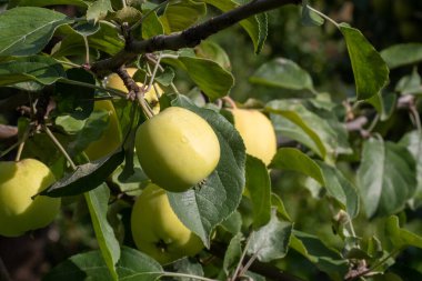 Bir dalda yeşil elmalar, koparılmaya hazır, açık havada, seçici odak, yakın plan, kopyalama alanı. Sağlıklı gıda konsepti, doğal gıda. Elma ürünleri ve diyet gıdaları için kullanılabilir.