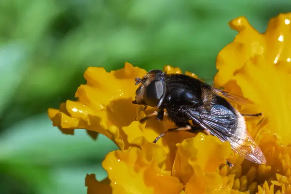 Närbild Ett Inuti Gul Blomma Samla Pollen Selektivt Fokus Kopiera — Stockfoto