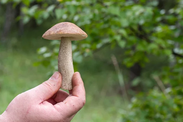 Man Hand Holds Mushroom Collected Forest Close Copy Space Healthy — Stock Photo, Image