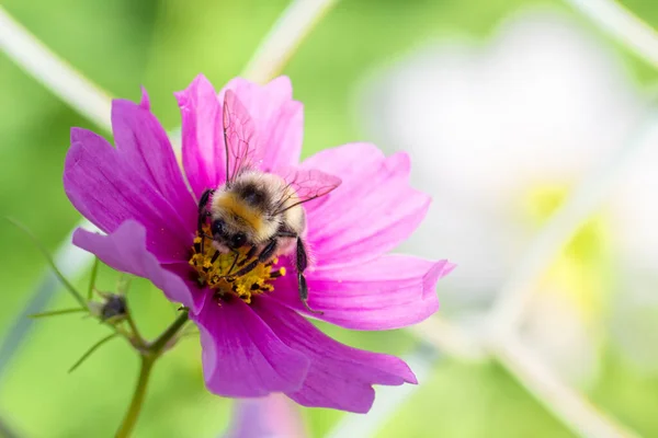 Närbild Humla Inuti Lila Blomma Samla Pollen Selektivt Fokus Ljus — Stockfoto