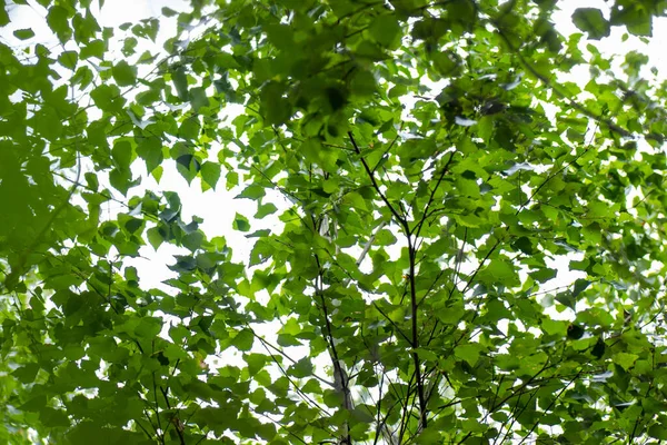 Весняний Пейзаж Дерев Небі Зелені Дерева Верхній Частині Лісу Блакитне — стокове фото