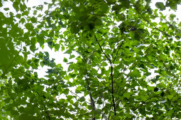 春天的山水映衬着天空 林顶绿树 下视图 复制空间 可以用作天然的背景 基板的设计 — 图库照片