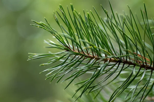 Green Spruce Branches Blurred Bokeh Background Close Green Natural Background — Stock Photo, Image