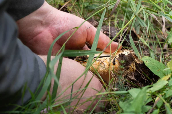 Close Male Hands Cut Knife Mushrooms Forest Searching Mushrooms Forest — Stock Photo, Image