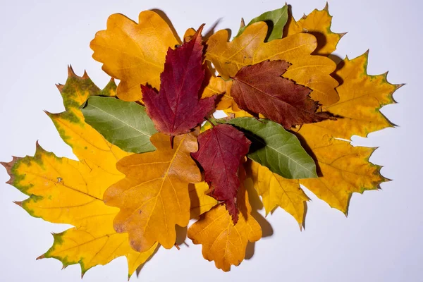 Осень Красочные Листья Белом Фоне Плоский Лежал Копировать Пространство Вид — стоковое фото