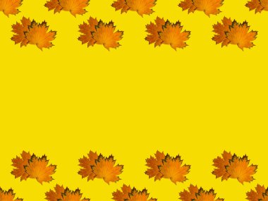 Sarı arka planda, sarı sonbahar akçaağaç yapraklarından gelen ve yukarıdan aşağıya uzanan hatlar şeklinde kusursuz bir desen. Doğal bir arkaplan, kumaş, ambalaj kağıdı ve kartpostalda sonbahar baskısı olarak kullanılabilir.