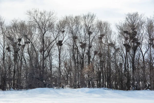A winter forest without leaves, there are many empty bird nests on the branches, migratory birds leave empty nests until spring, a lot of snow. Wildlife concept, nest of migratory birds
