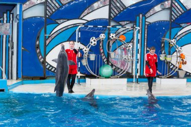 Sochi, Rusya Federasyonu - Jule 04, 2018: Yunusların Sochi Dolphinarium gösterisinde Temmuz