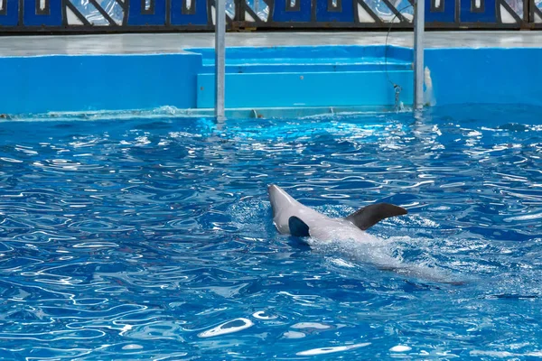Sochi Rússia Julho 2018 Mostra Golfinhos Dolphinarium Sochi Julho — Fotografia de Stock