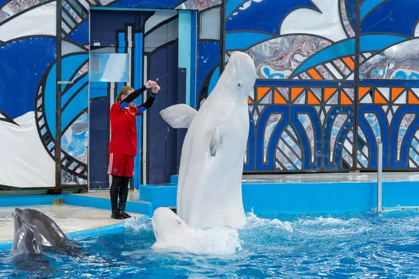 Sochi Rússia Julho 2018 Mostra Golfinhos Dolphinarium Sochi Julho — Fotografia de Stock