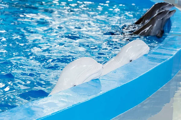 Sochi Rússia Julho 2018 Mostra Golfinhos Dolphinarium Sochi Julho — Fotografia de Stock