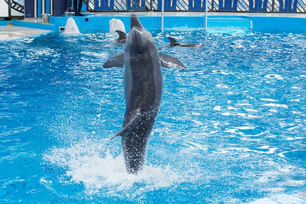 Sochi Rússia Julho 2018 Mostra Golfinhos Dolphinarium Sochi Julho — Fotografia de Stock