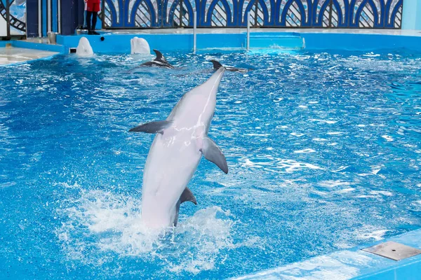 Sochi Rússia Julho 2018 Mostra Golfinhos Dolphinarium Sochi Julho — Fotografia de Stock