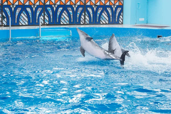 Sochi Rússia Julho 2018 Mostra Golfinhos Dolphinarium Sochi Julho — Fotografia de Stock