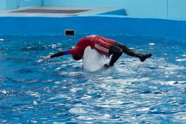 Sotschi Russland Juli 2018 Delfinshow Delfinarium Von Sotschi Juli — Stockfoto