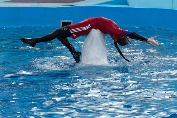 Soczi Rosja Jule 2018 Pokaz Delfinów Delfinarium Sochi Lipcu — Zdjęcie stockowe