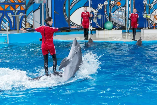 Sochi Rússia Julho 2018 Mostra Golfinhos Dolphinarium Sochi Julho — Fotografia de Stock