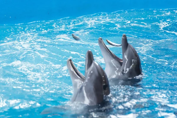 Sochi, Rusya Federasyonu - Jule 04, 2018: Yunusların Sochi Dolphinarium gösterisinde Temmuz