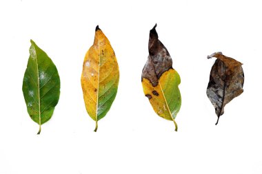 Beyaz arka planda kuru yapraklar, beyaz arkaplanda izole tropikal yapraklar, beyaz arkaplanda yapraklar..                               