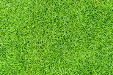 Yeşil çimen dokusu, yeşil çimen, arka bahçe arka plan, çim dokusu, yeşil çimen masaüstü resmi, park çimen dokusu.