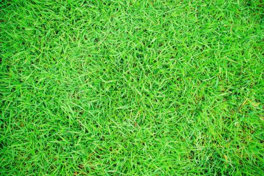 Yeşil çimen dokusu, yeşil çimen, arka bahçe arka plan, çim dokusu, yeşil çimen masaüstü resmi, park çimen dokusu.