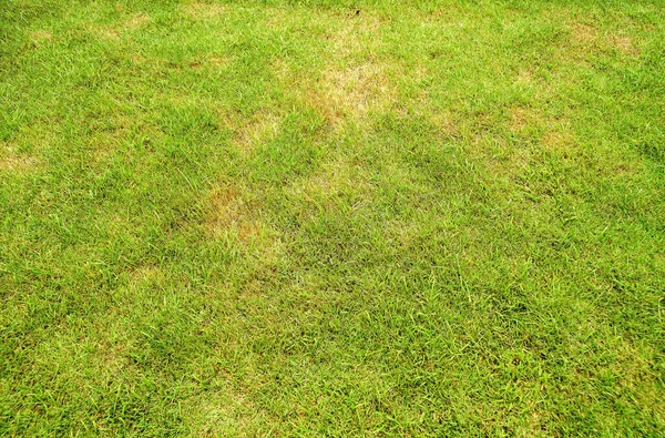 Szkodniki Choroby Powodują Uszkodzenia Zielonych Trawników Trawnik Złym Stanie Wymagają — Zdjęcie stockowe