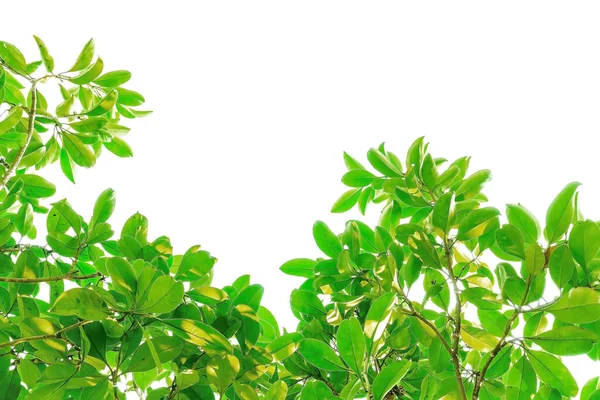 Зелене Листя Ізольоване Білому Тлі Гілки Листя Білим Тлом — стокове фото