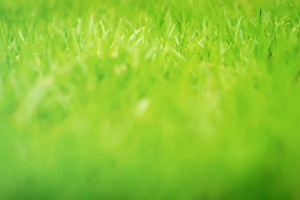 Grüner Hintergrund Durch Das Frische Gras Grüner Rasen Naturrasen Grün — Stockfoto