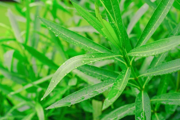 雨后绿叶有水滴 青草有露水背景 自然背景 绿叶上的水滴 水滴湿绿草 浅色Dof的柔和聚焦图像 — 图库照片