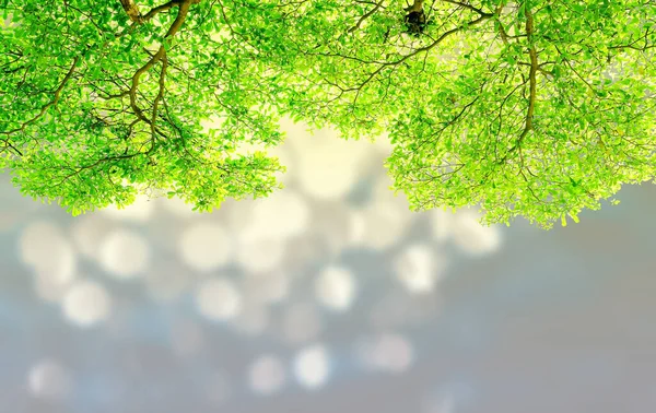 Grüne Blätter Mit Natürlichem Bokeh Und Unscharfem Hintergrund Grüne Blätter — Stockfoto