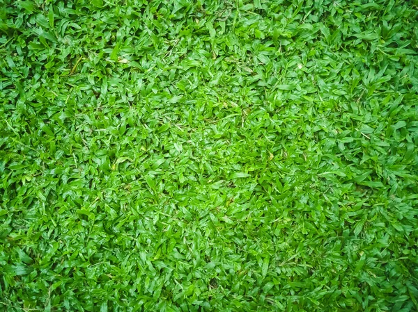 Green Grass Texture Background Green Lawn Backyard Background Grass Texture — Stock Photo, Image