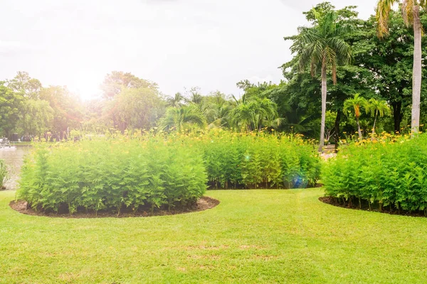Ранкове Сонце Парках Бангкока Таїланд Вигляд Квіткового Саду Зеленими Деревами — стокове фото