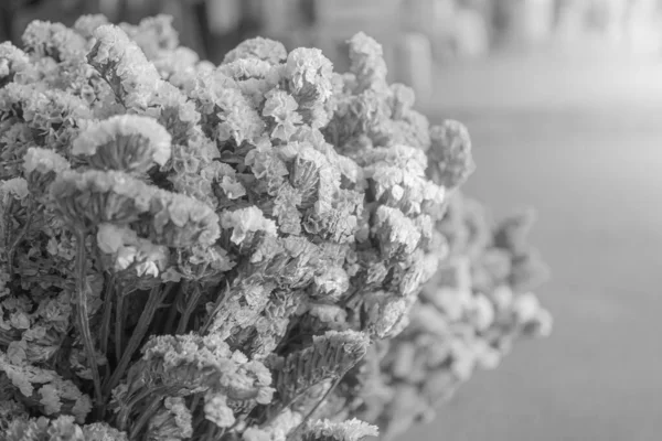 Fekete Fehér Kép Koncepció Száraz Rózsaszín Virágok Száraz Virágok Rózsaszín — Stock Fotó