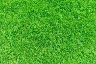 Yeşil çimen dokusu arka plan, yeşil zemin yapmak için ideal çimen bahçesi manzarası, futbol sahası için çimen, yeşil çimen desenli çimen desenli arka plan.
